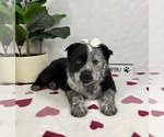 Small #1 Australian Cattle Dog-Miniature Australian Shepherd Mix