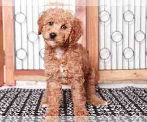 Cavapoo Puppy for sale in NAPLES, FL, USA