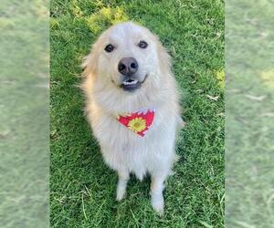 Great Pyrenees-Unknown Mix Dogs for adoption in Tulsa, OK, USA