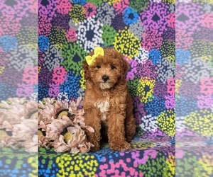 Goldendoodle (Miniature) Puppy for sale in COCHRANVILLE, PA, USA