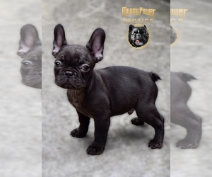 French Bulldog Puppy for sale in GRAYSON, GA, USA
