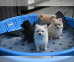 Small #3 Pomeranian