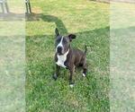 Small Photo #2 Mutt Puppy For Sale in Temple, TX, USA