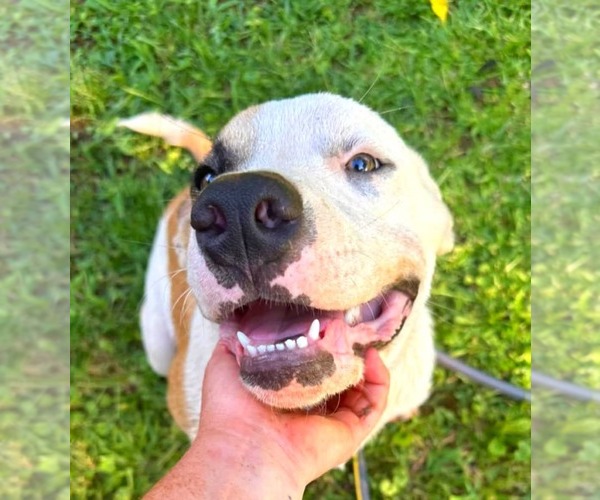 Medium Photo #6 Mastiff-Unknown Mix Puppy For Sale in Calhoun, GA, USA