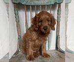 Small Photo #10 Goldendoodle (Miniature) Puppy For Sale in WEST POINT, KY, USA
