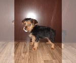 Small #9 Yorkshire Terrier