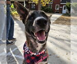 Small #1 Catahoula Leopard Dog Mix