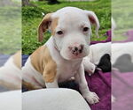 Small Pointer-Treeing Walker Coonhound Mix