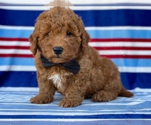 Goldendoodle Puppy for sale in LANCASTER, PA, USA