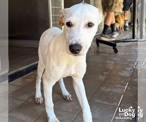 Leo Dan - Male Retriever -Unknown Mix Dog for Adoption - Photo #4