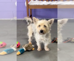Small #2 Wheaten Terrier Mix