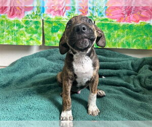 Labrador Retriever-Unknown Mix Dogs for adoption in McKinleyville, CA, USA