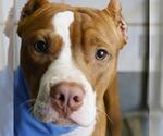 Small American Staffordshire Terrier Mix