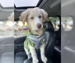 Small Huskies -Maremma Sheepdog Mix