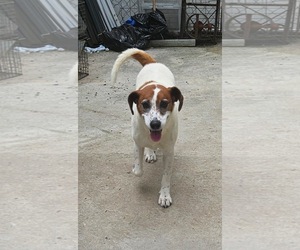 Heidi - Female Mutt Dog for Adoption - Photo #6