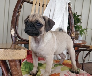 Pug Puppy for sale in MANNS CHOICE, PA, USA