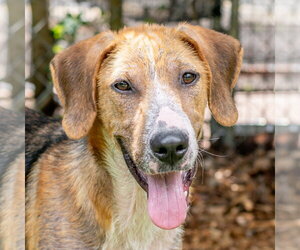 Bert - Male Mutt Dog for Adoption - Photo #2
