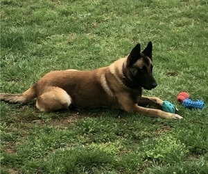 Father of the Belgian Malinois puppies born on 03/11/2026