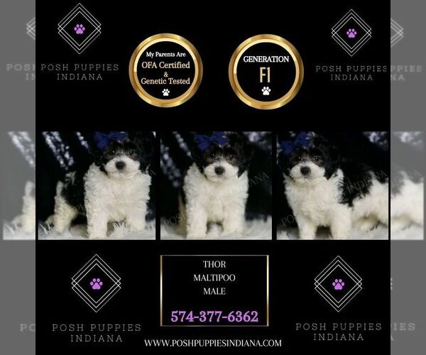 Medium Photo #6 Maltipoo Puppy For Sale in WARSAW, IN, USA