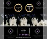 Small #5 Maltipoo