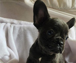 Small Photo #14 French Bulldog Puppy For Sale in SANTA ANA, CA, USA