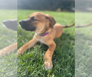 Nobie - Female Mutt Dog for Adoption - Photo #3