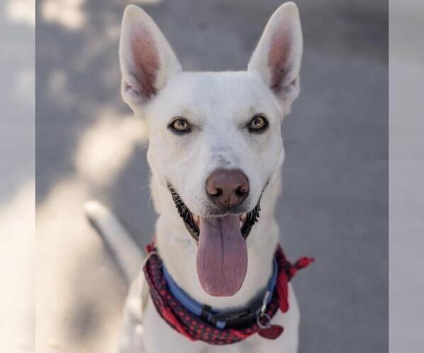 Medium Photo #9 Mutt Puppy For Sale in San Diego, CA, USA