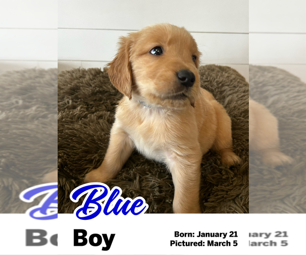 Medium Photo #11 Golden Retriever Puppy For Sale in SANTAQUIN, UT, USA