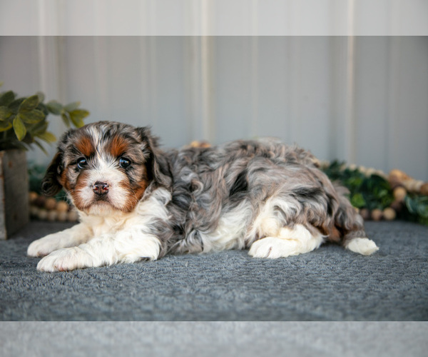 Medium Photo #1 Cavapoo Puppy For Sale in WOLCOTTVILLE, IN, USA