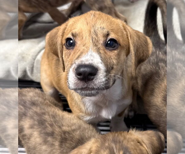 Medium Photo #2 Mutt Puppy For Sale in Gilberts, IL, USA