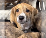Small #1 Mutt