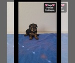 Sage - Female Yorkipoo Puppy for Sale - Photo #3