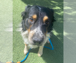 Small #3 Australian Mountain Dog