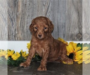 Goldendoodle-Poodle (Standard) Mix Puppy for sale in HONEY BROOK, PA, USA