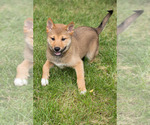 Small Photo #6 Shiba Inu Puppy For Sale in MILWAUKEE, WI, USA