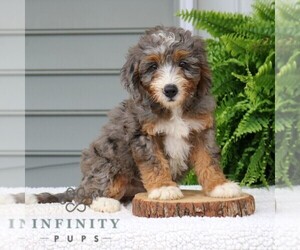 Bernedoodle (Miniature) Puppy for sale in NARVON, PA, USA