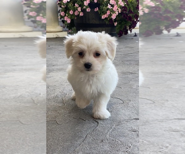 Medium Photo #4 Coton de Tulear Puppy For Sale in CANOGA, NY, USA