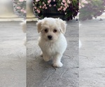 Small #3 Coton de Tulear