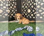 Beanie - Male Dachshund Puppy for Sale - Photo #5