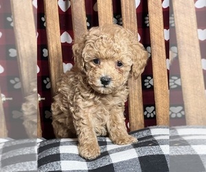 Poodle (Miniature) Puppy for sale in DUNDEE, OH, USA