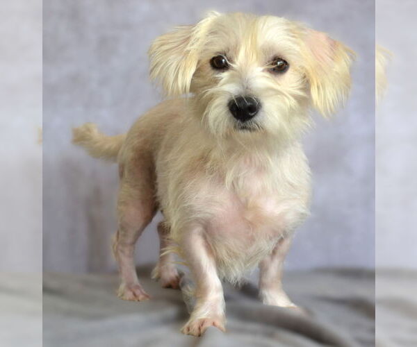 Medium Photo #4 Mutt Puppy For Sale in Holly Springs, NC, USA