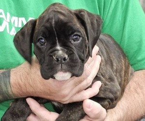 Boxer Puppy for Sale in HILLSBORO, Missouri USA