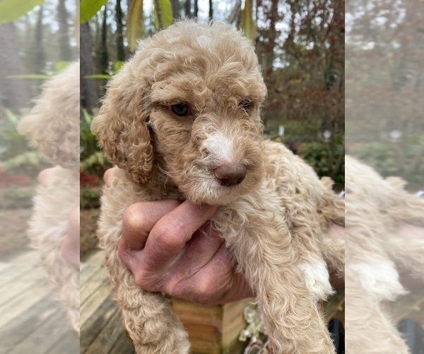 Medium Photo #2 Double Doodle Puppy For Sale in MAGNOLIA, TX, USA