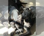 Small Photo #2 Labmaraner Puppy For Sale in Fort Lauderdale, FL, USA