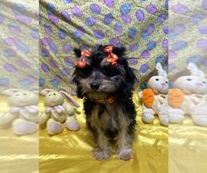 Cavapoo Puppy for sale in LANCASTER, MO, USA
