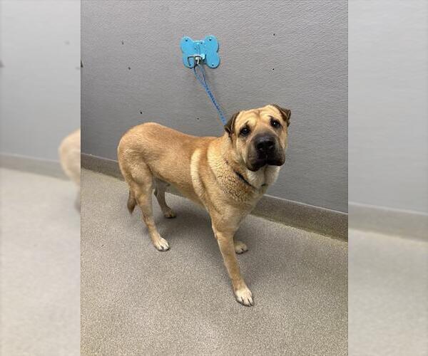 Medium Photo #1 Mastiff-Unknown Mix Puppy For Sale in Las Vegas, NV, USA