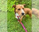 Small Photo #9 Mutt Puppy For Sale in Candler, NC, USA