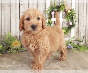 Goldendoodle (Miniature) Puppy for sale in MOUNT VERNON, OH, USA