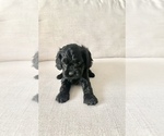Small Photo #9 Cavapoo Puppy For Sale in GRESHAM, OR, USA