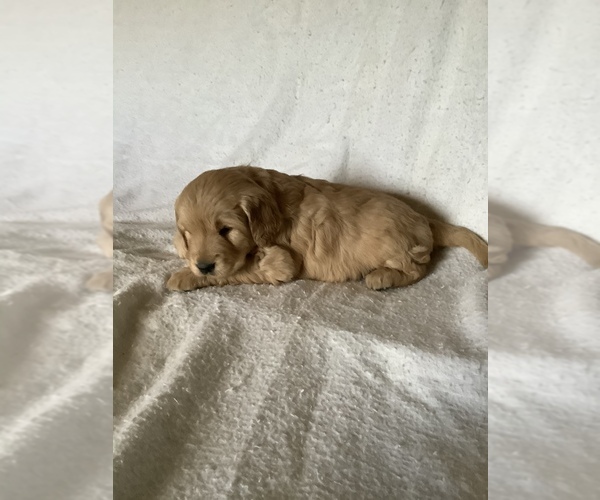 Medium Photo #6 Golden Retriever Puppy For Sale in WESTCLIFFE, CO, USA